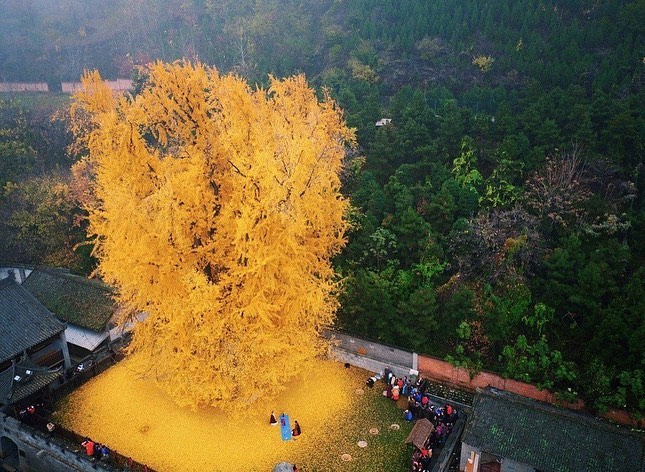 1400-летнее дерево Гинкго в Китае (буддистский храм Гу Гуаньинь) - TwitNow.ru