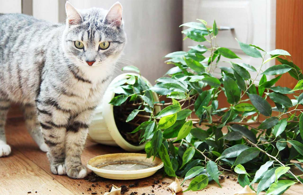 Советы, как защитить цветы от кота - TwitNow.ru