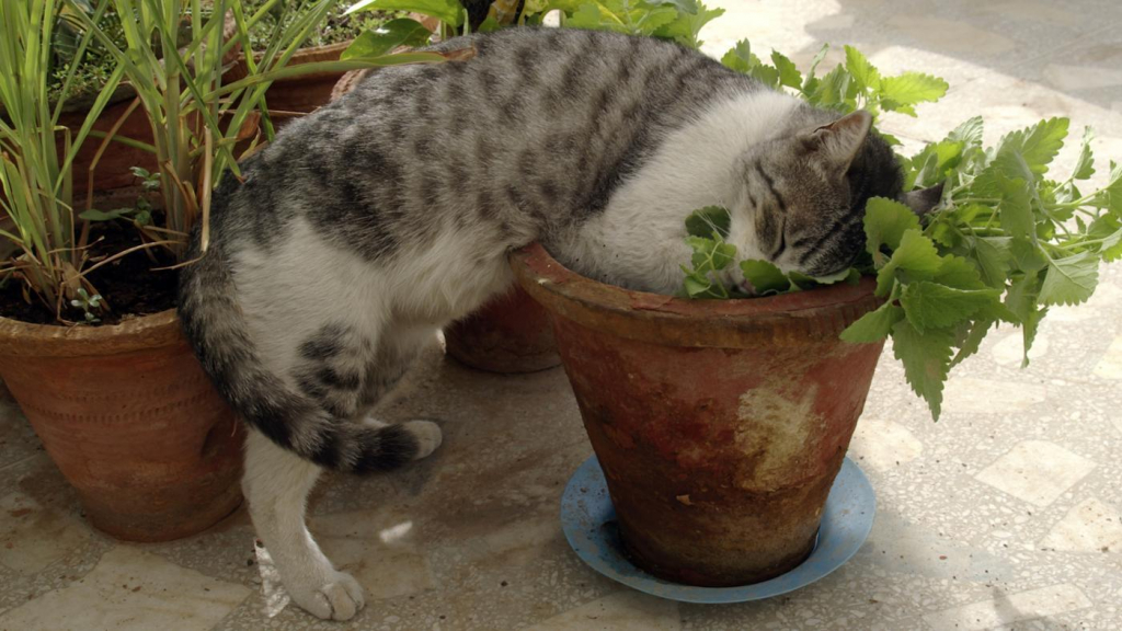 Советы, как защитить цветы от кота - TwitNow.ru
