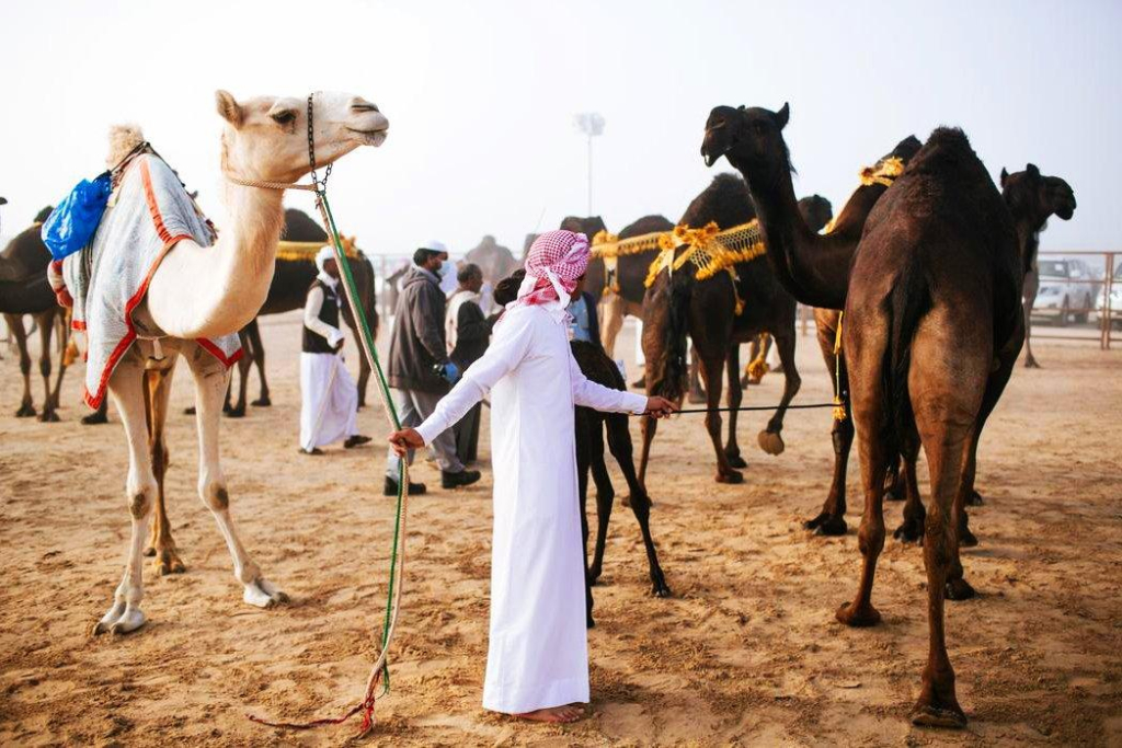 Верблюдов с ботоксом в губах сняли с конкурса красоты в Саудовской Аравии - TwitNow.ru