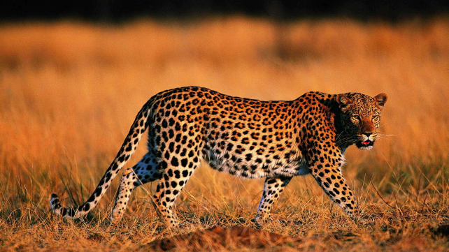В Индии мать километр бежала за леопардом, утащившим ее сына - TwitNow.ru