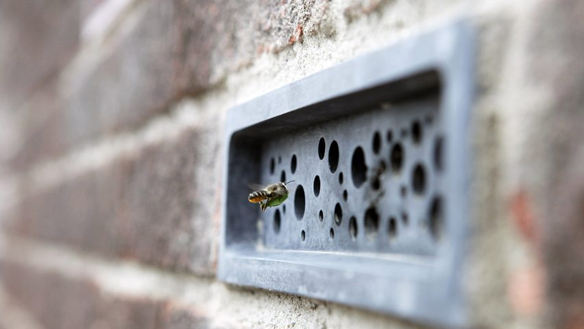 Новые дома в городах Англии будут строить с отверстиями для гнезд одиноких пчел - TwitNow.ru