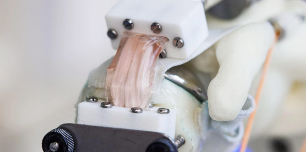 Ученые впервые вырастили ткани человека для трансплантации на теле робота - TwitNow.ru