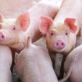 В Китае робот впервые клонировал свинью без участия человека