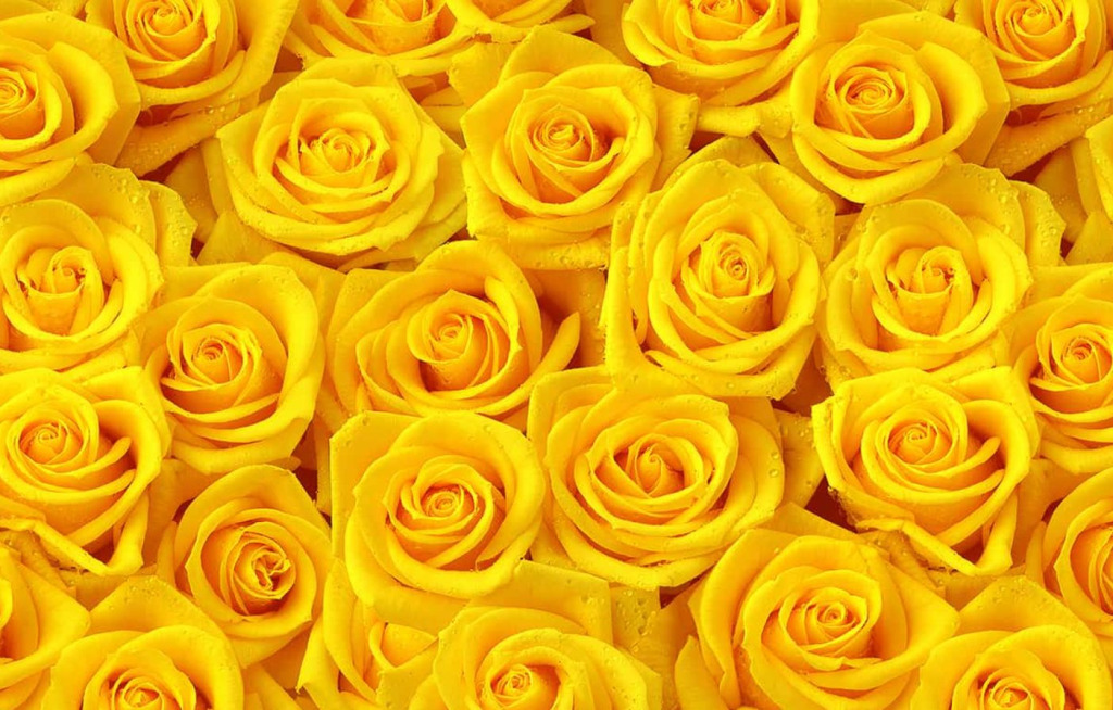 Цвета роз и их значение - TwitNow.ru