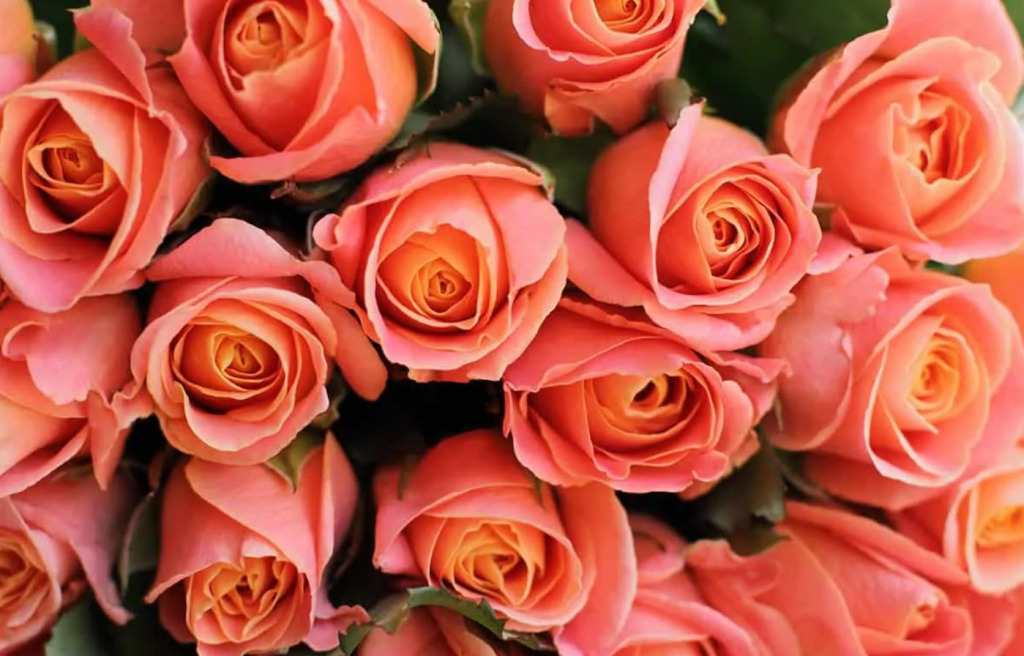 Цвета роз и их значение - TwitNow.ru