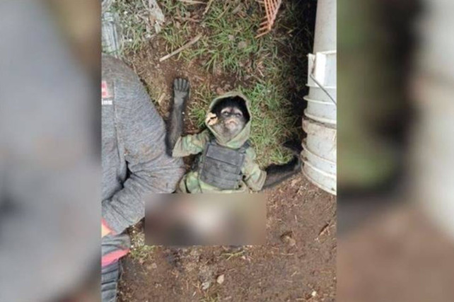 В перестрелке в Мексике погибла обезьяна в бронежилете. Она была талисманом наркокартеля - TwitNow.ru