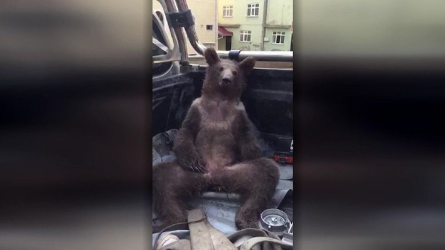 В Турции спасли опьяневшего медвежонка, объевшегося галлюциногенного меда - TwitNow.ru