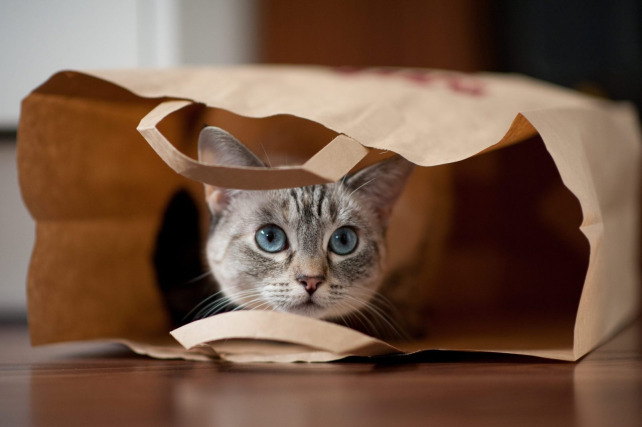 Разгадана тайна: Почему кошки любят залезать и грызть пакеты! - TwitNow.ru