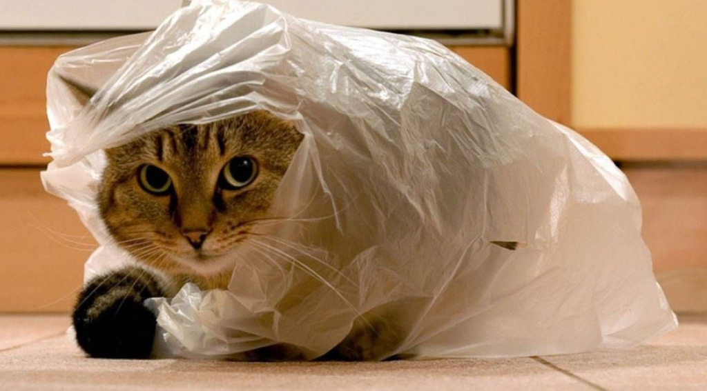 Разгадана тайна: Почему кошки любят залезать и грызть пакеты! - TwitNow.ru