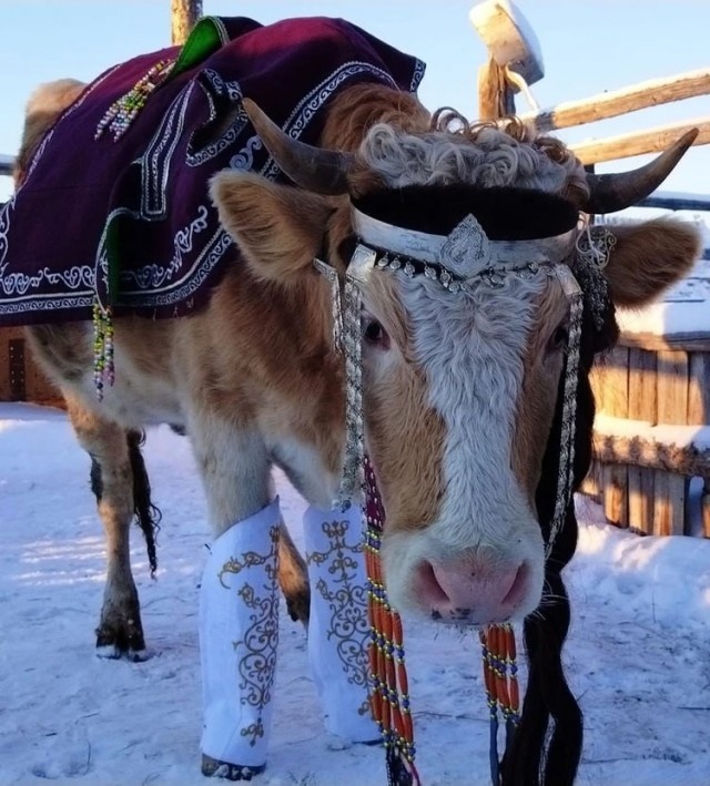 В Якутии выбрали самую красивую корову - TwitNow.ru